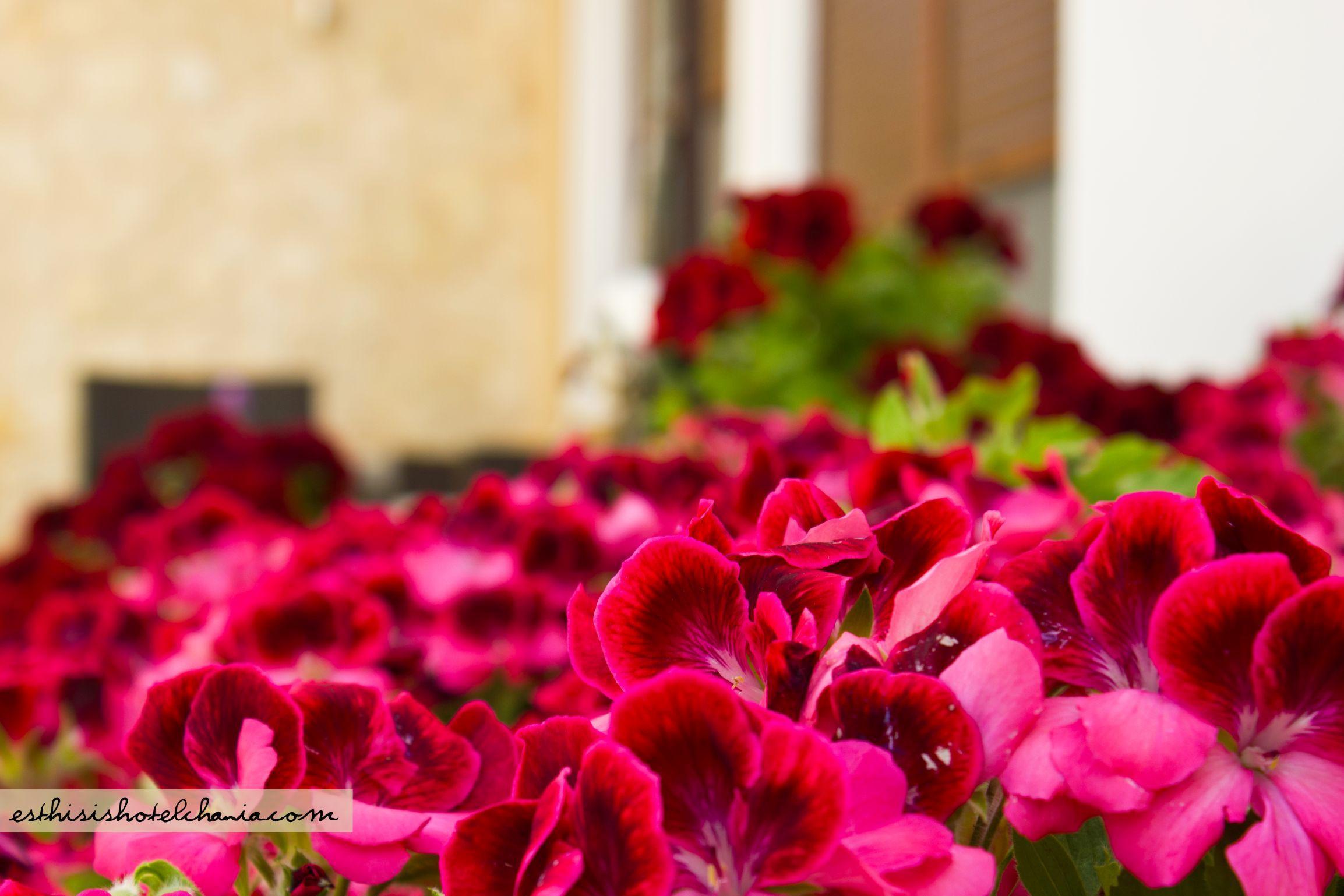 公寓 Esthisis Chania *